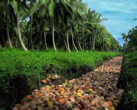 Kabupaten Inhil Penghasil Kelapa Terbesar Di Indonesia